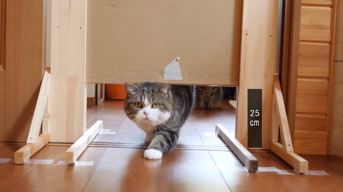 Японец проверил, в насколько узкую щель смогут пролезть его коты. Эксперимент, который мы заслужили! 156