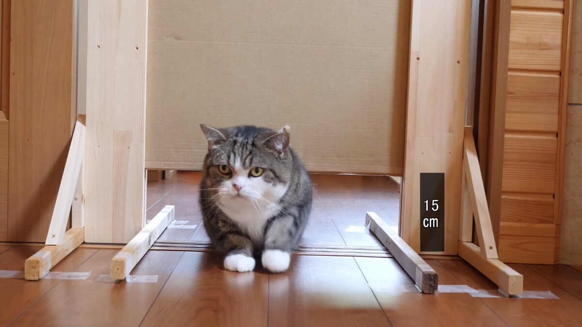 Японец проверил, в насколько узкую щель смогут пролезть его коты. Эксперимент, который мы заслужили! 157