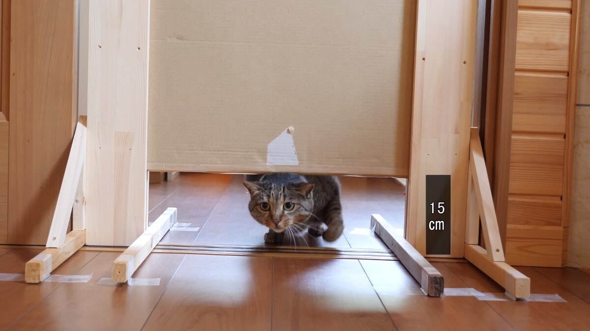 Японец проверил, в насколько узкую щель смогут пролезть его коты. Эксперимент, который мы заслужили! 158