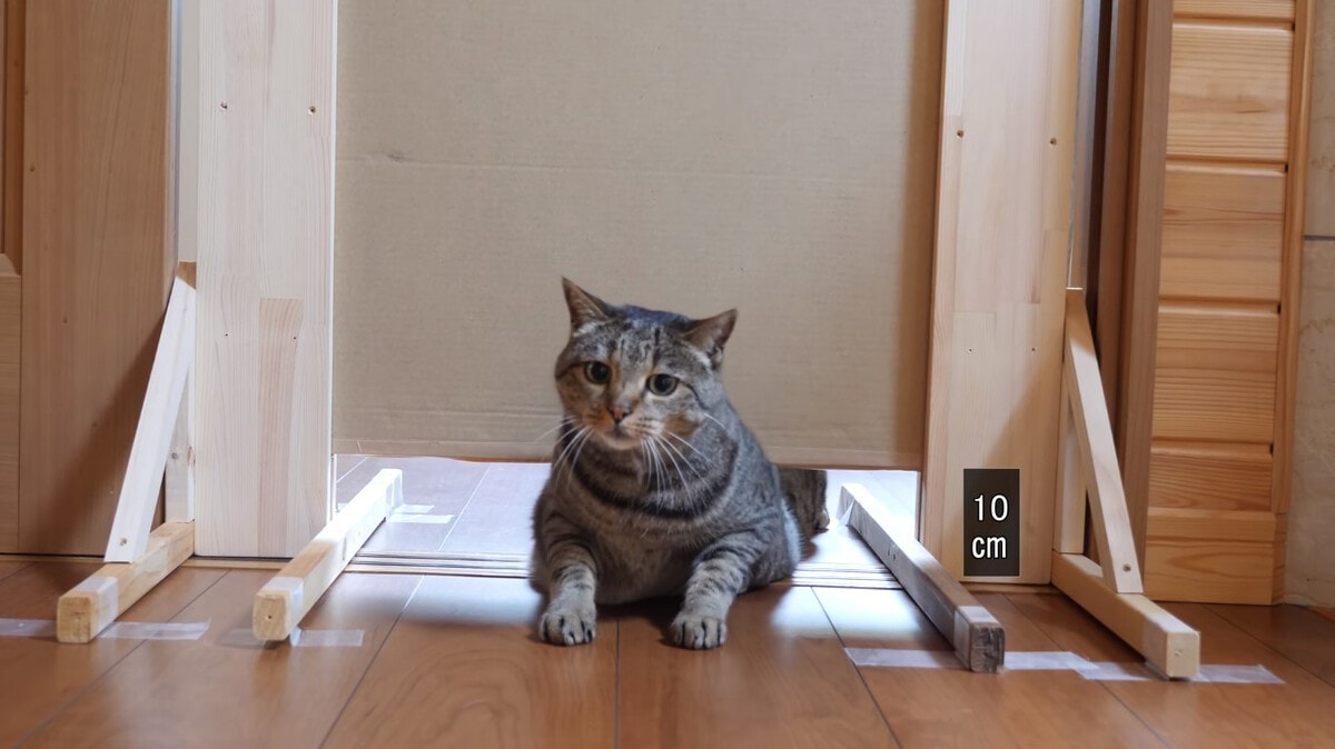 Японец проверил, в насколько узкую щель смогут пролезть его коты. Эксперимент, который мы заслужили! 160