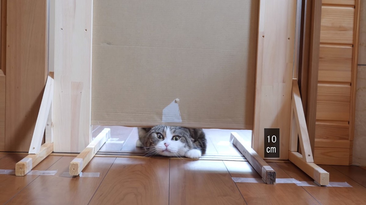 Японец проверил, в насколько узкую щель смогут пролезть его коты. Эксперимент, который мы заслужили! 162