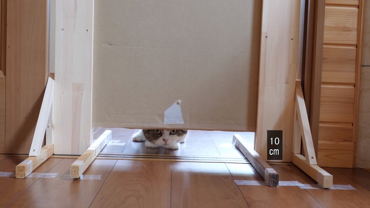 Японец проверил, в насколько узкую щель смогут пролезть его коты. Эксперимент, который мы заслужили! 161
