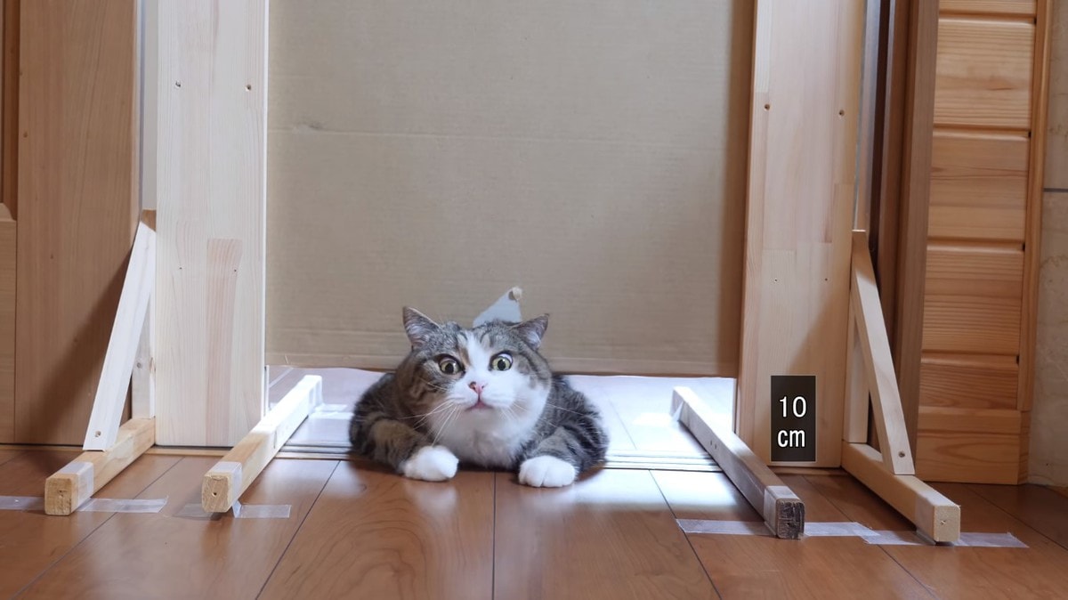 Японец проверил, в насколько узкую щель смогут пролезть его коты. Эксперимент, который мы заслужили! 163
