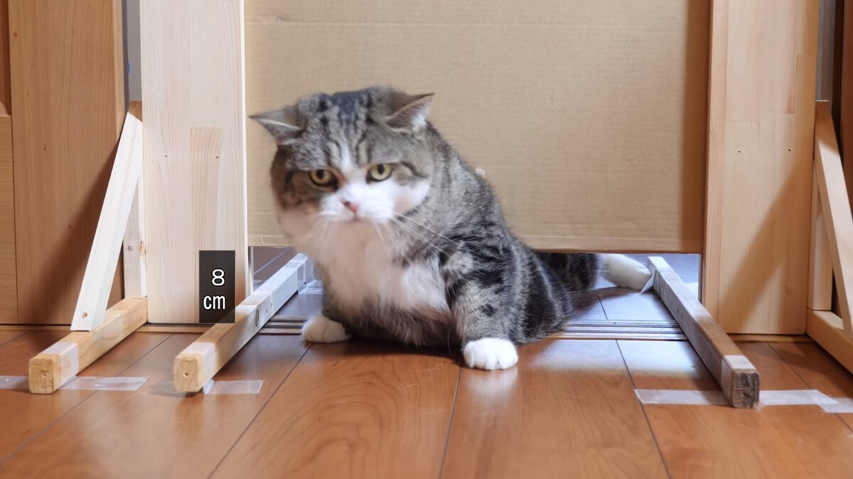 Японец проверил, в насколько узкую щель смогут пролезть его коты. Эксперимент, который мы заслужили! 167