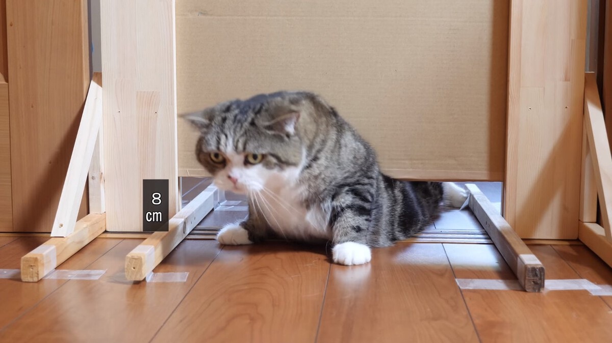 Японец проверил, в насколько узкую щель смогут пролезть его коты. Эксперимент, который мы заслужили! 166