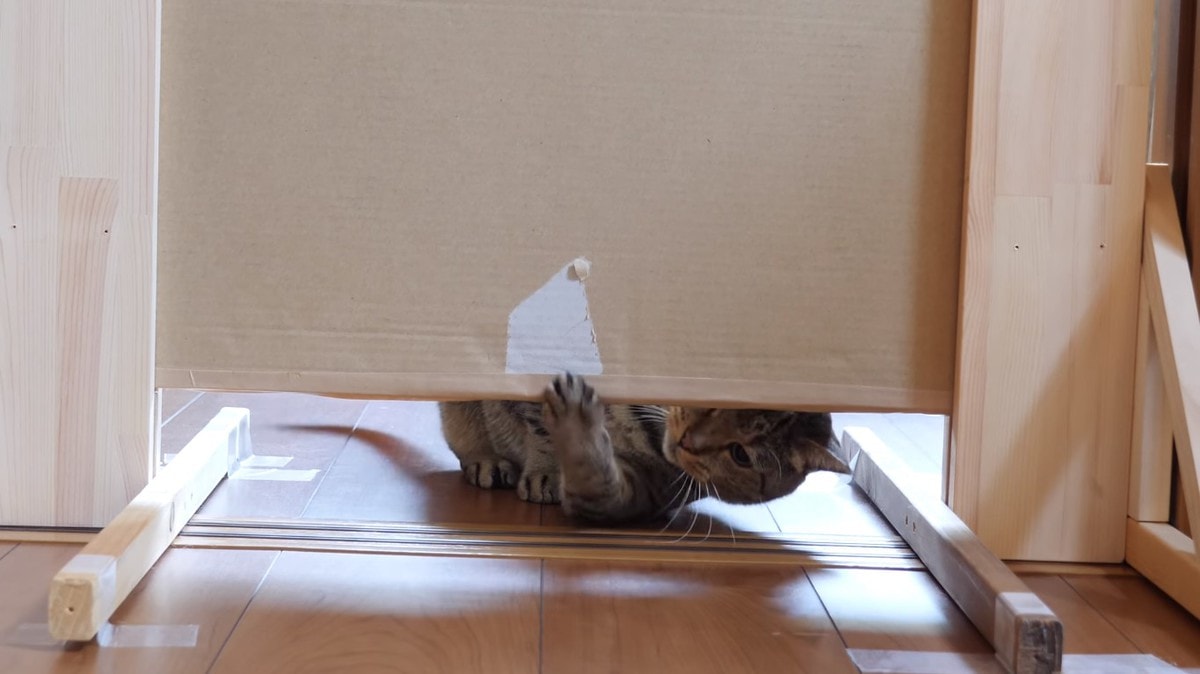 Японец проверил, в насколько узкую щель смогут пролезть его коты. Эксперимент, который мы заслужили! 159