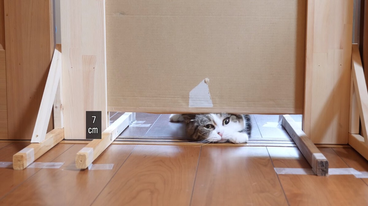Японец проверил, в насколько узкую щель смогут пролезть его коты. Эксперимент, который мы заслужили! 170