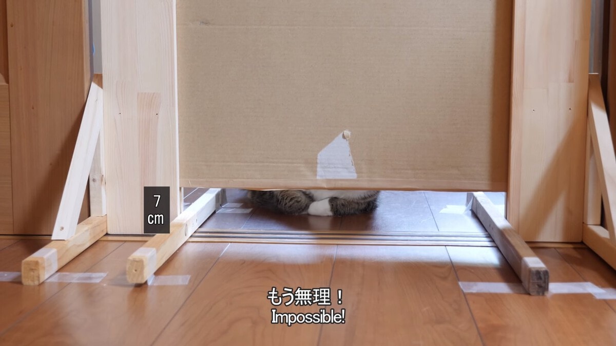 Японец проверил, в насколько узкую щель смогут пролезть его коты. Эксперимент, который мы заслужили! 171