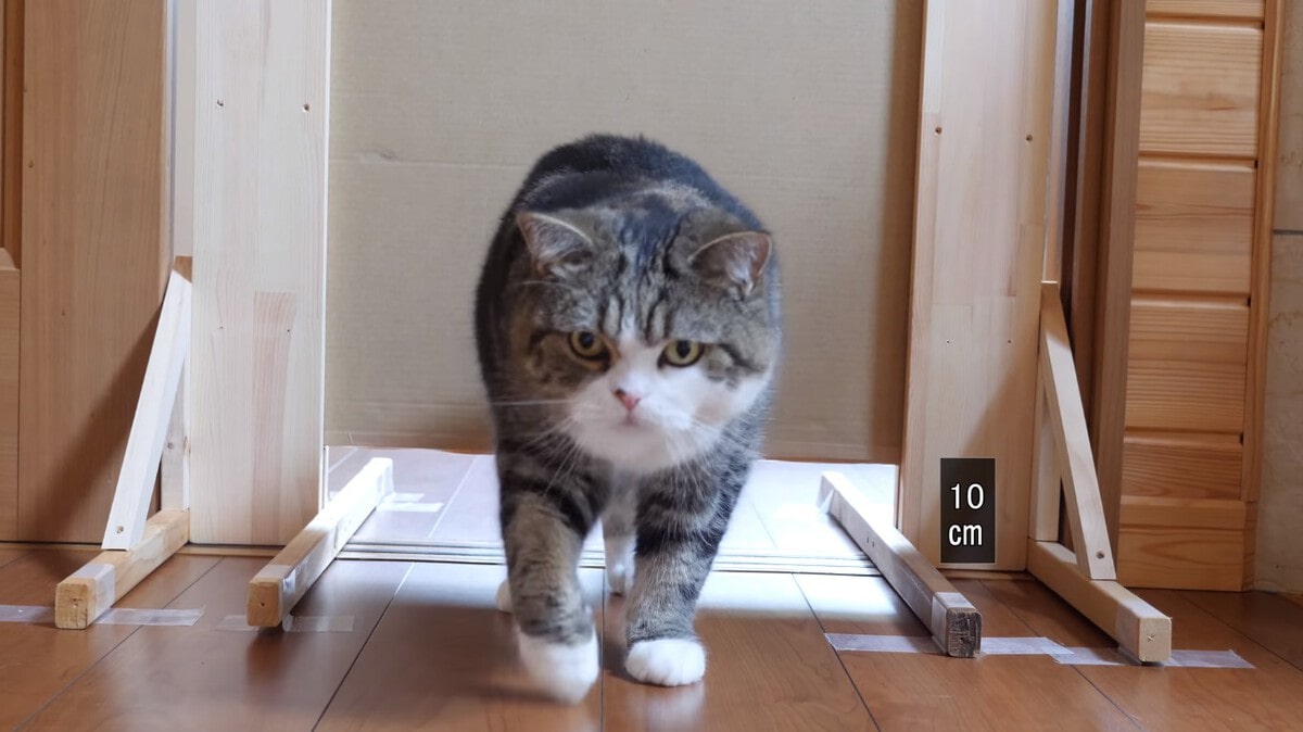 Японец проверил, в насколько узкую щель смогут пролезть его коты. Эксперимент, который мы заслужили! 164