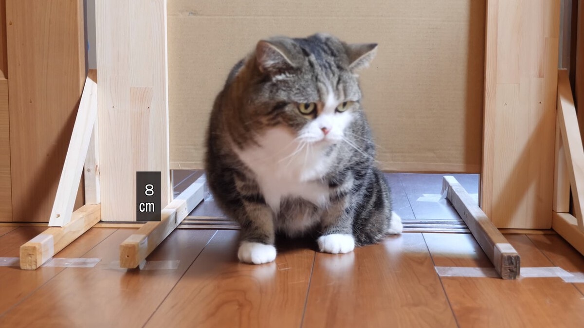 Японец проверил, в насколько узкую щель смогут пролезть его коты. Эксперимент, который мы заслужили! 168