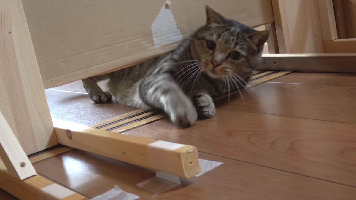 Японец проверил, в насколько узкую щель смогут пролезть его коты. Эксперимент, который мы заслужили! 172
