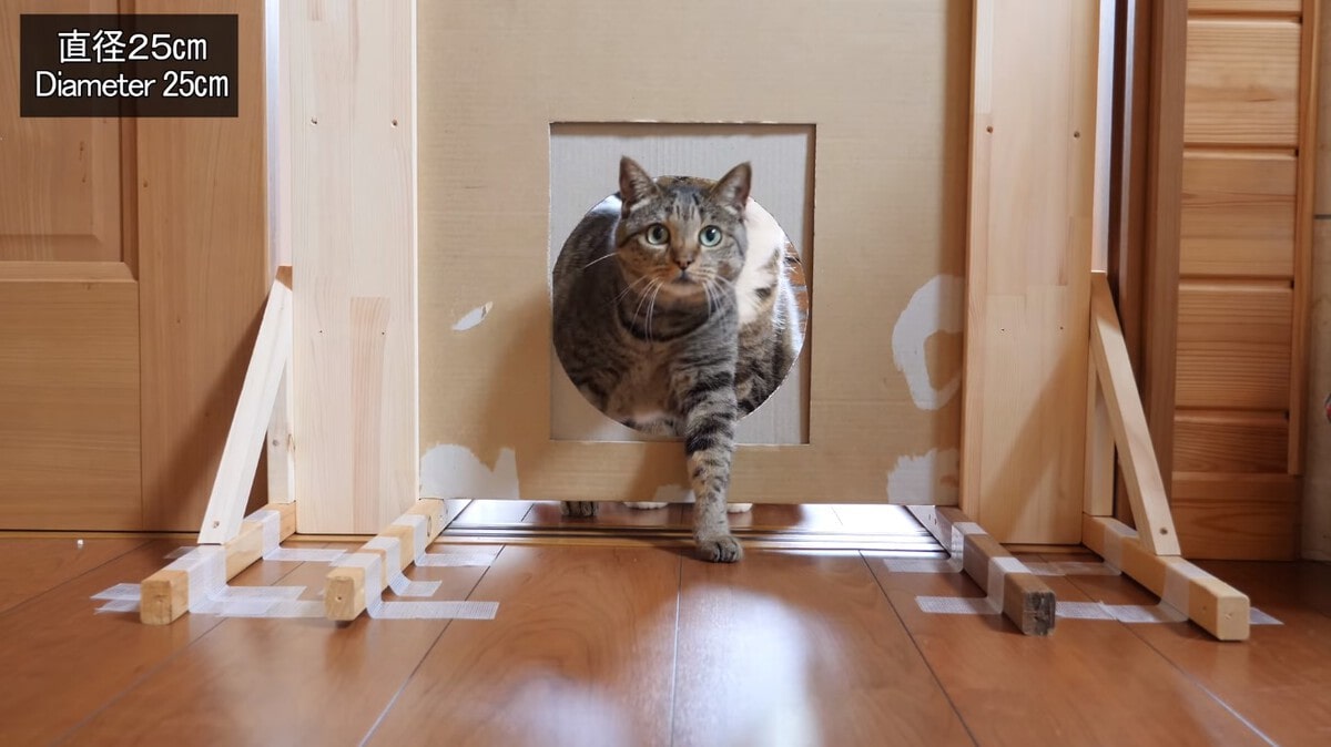 Японец проверил, в насколько узкую щель смогут пролезть его коты. Эксперимент, который мы заслужили! 175