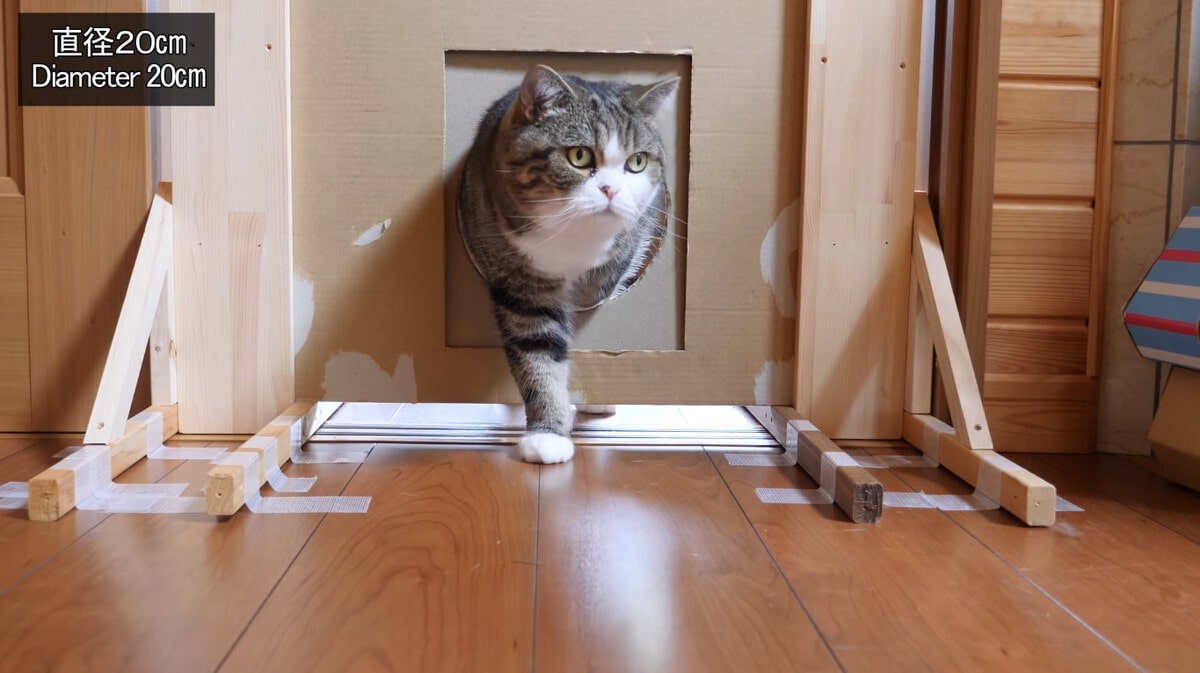Японец проверил, в насколько узкую щель смогут пролезть его коты. Эксперимент, который мы заслужили! 176