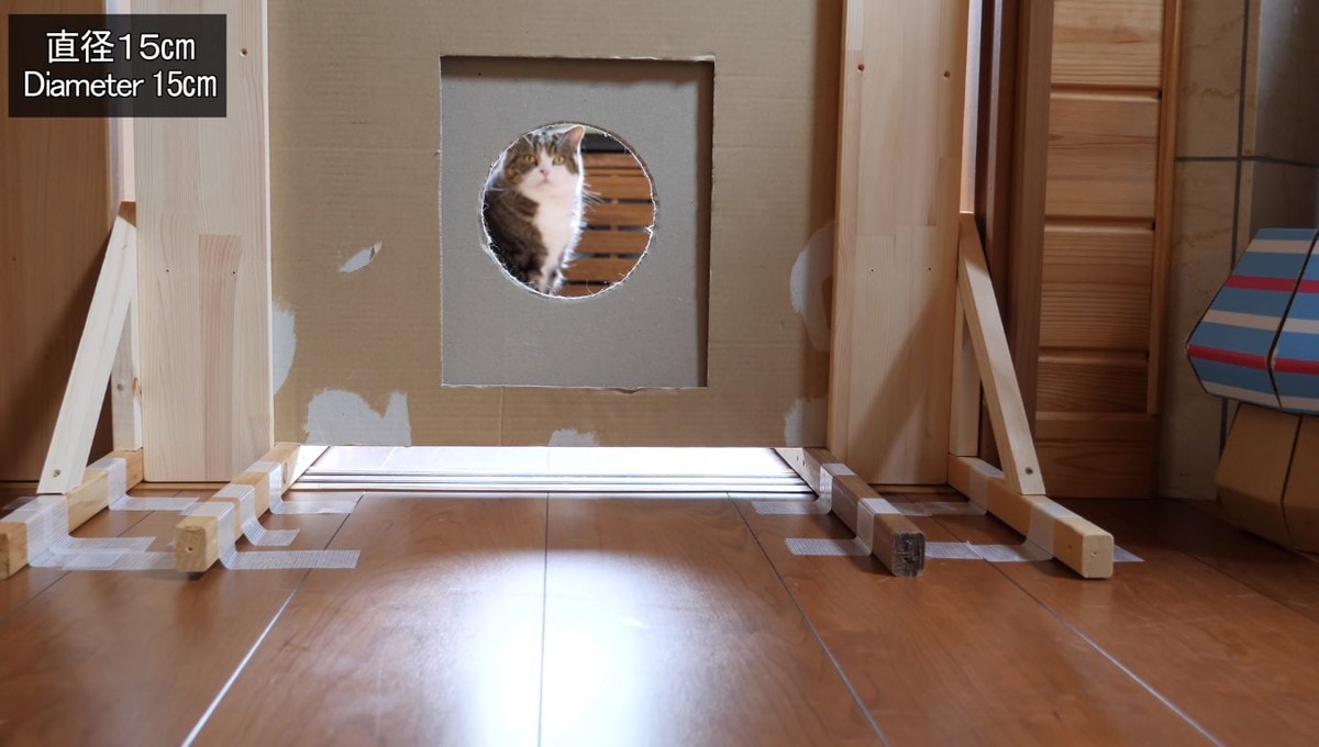 Японец проверил, в насколько узкую щель смогут пролезть его коты. Эксперимент, который мы заслужили! 177