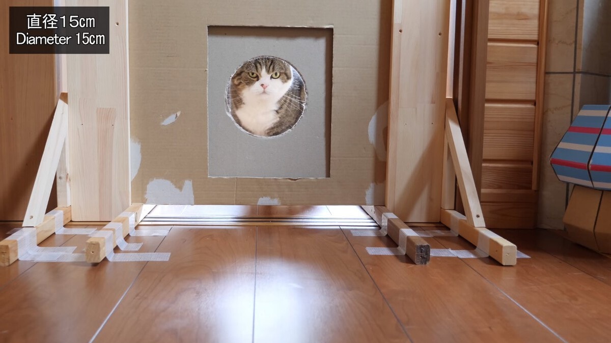 Японец проверил, в насколько узкую щель смогут пролезть его коты. Эксперимент, который мы заслужили! 178