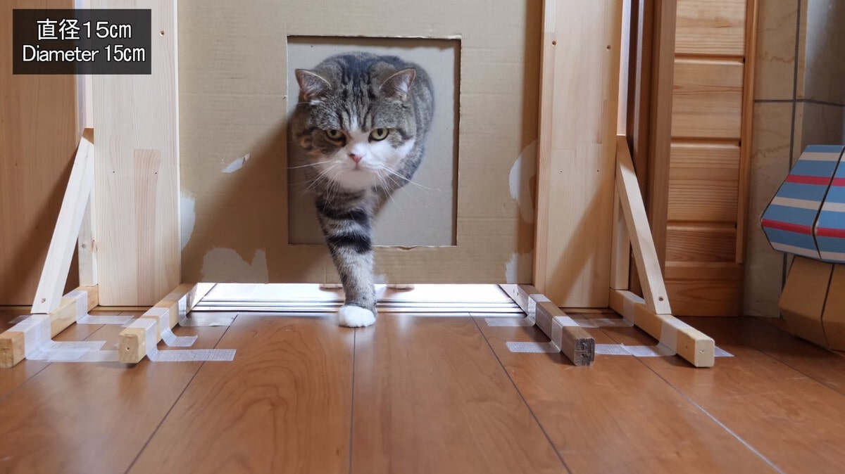 Японец проверил, в насколько узкую щель смогут пролезть его коты. Эксперимент, который мы заслужили! 179
