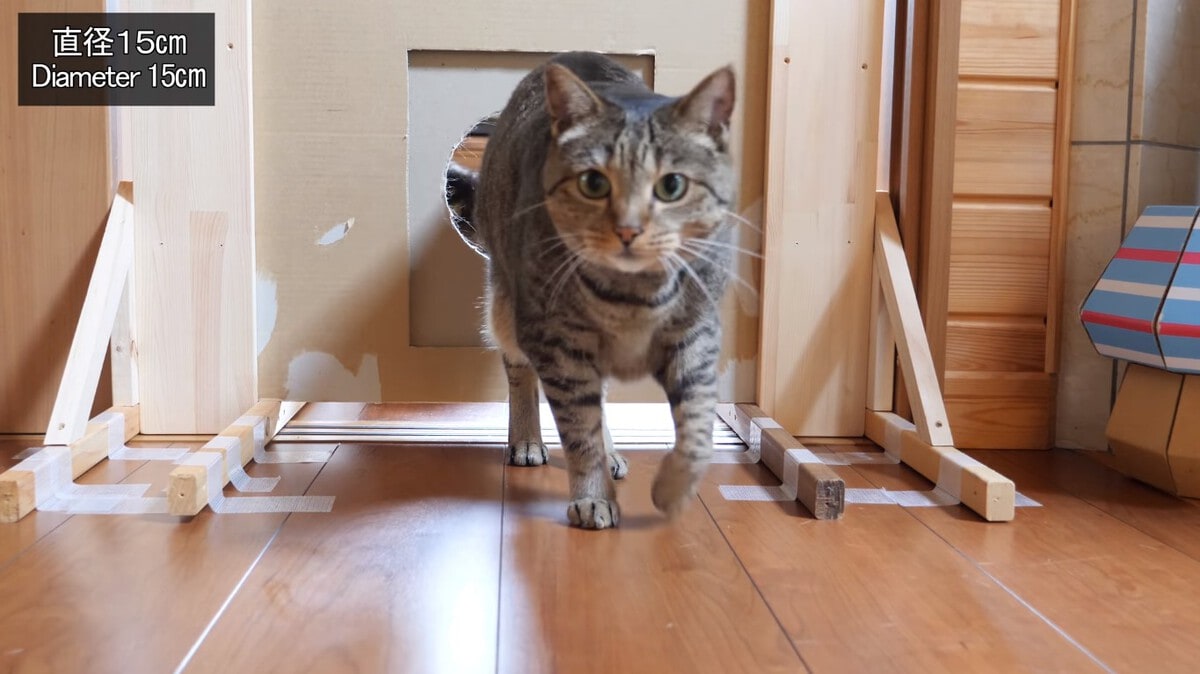 Японец проверил, в насколько узкую щель смогут пролезть его коты. Эксперимент, который мы заслужили! 180