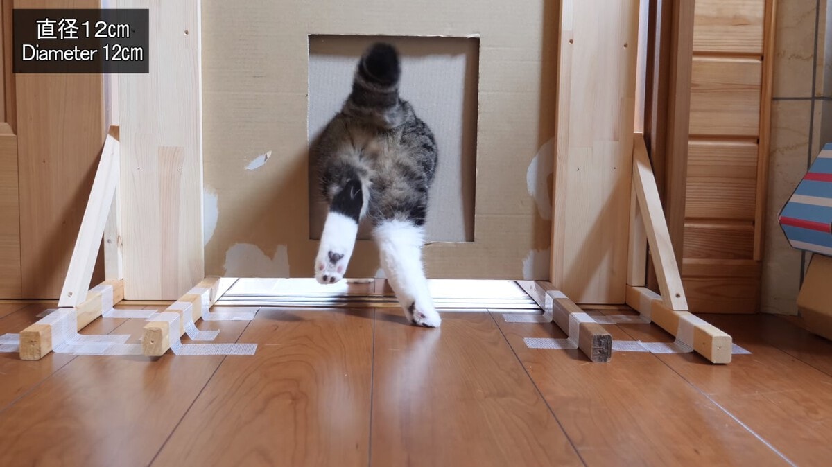 Японец проверил, в насколько узкую щель смогут пролезть его коты. Эксперимент, который мы заслужили! 181