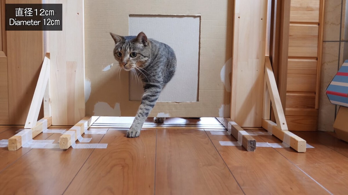 Японец проверил, в насколько узкую щель смогут пролезть его коты. Эксперимент, который мы заслужили! 182