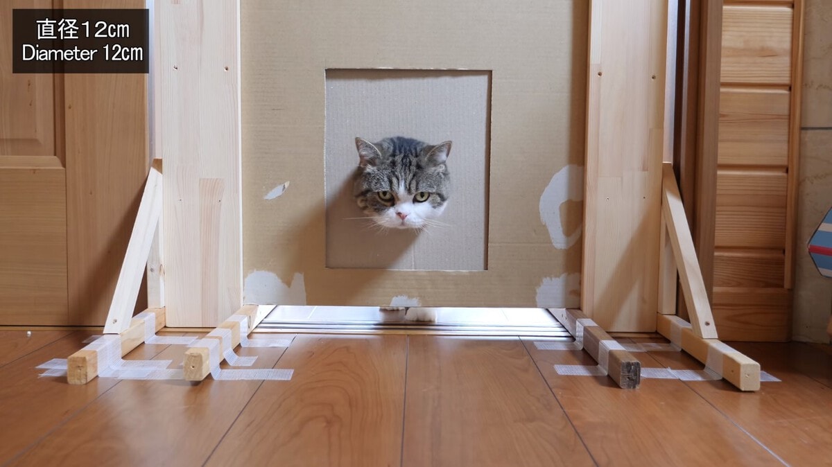 Японец проверил, в насколько узкую щель смогут пролезть его коты. Эксперимент, который мы заслужили! 183