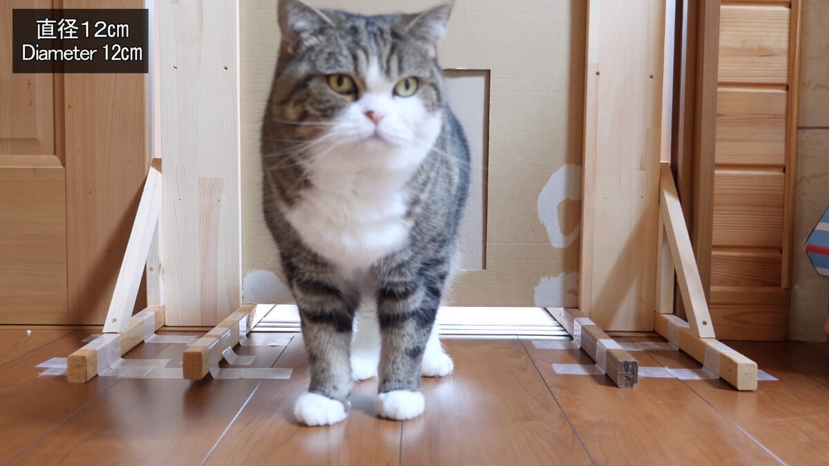 Японец проверил, в насколько узкую щель смогут пролезть его коты. Эксперимент, который мы заслужили! 184