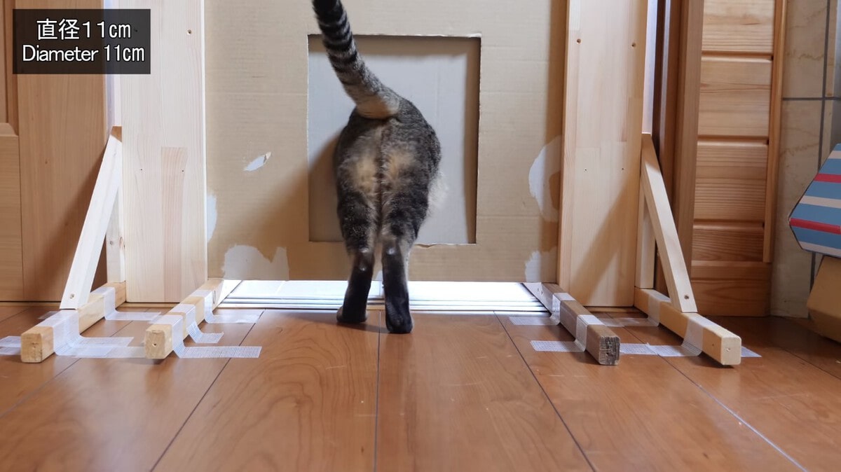Японец проверил, в насколько узкую щель смогут пролезть его коты. Эксперимент, который мы заслужили! 185