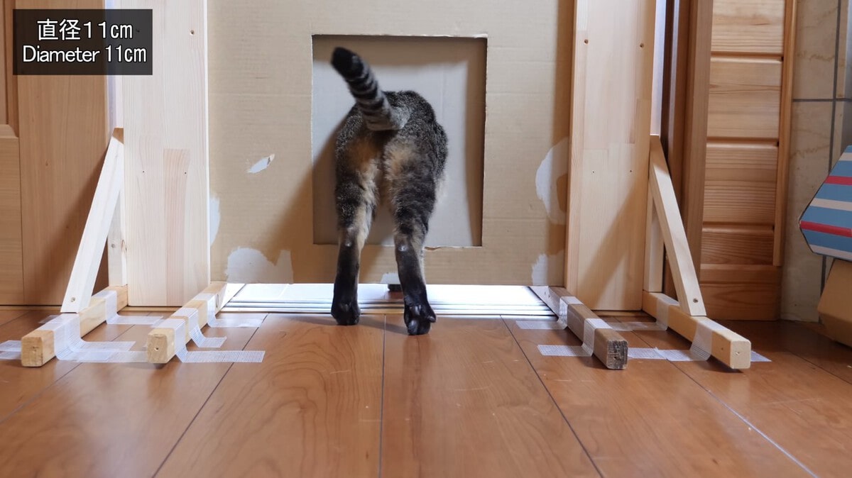 Японец проверил, в насколько узкую щель смогут пролезть его коты. Эксперимент, который мы заслужили! 186