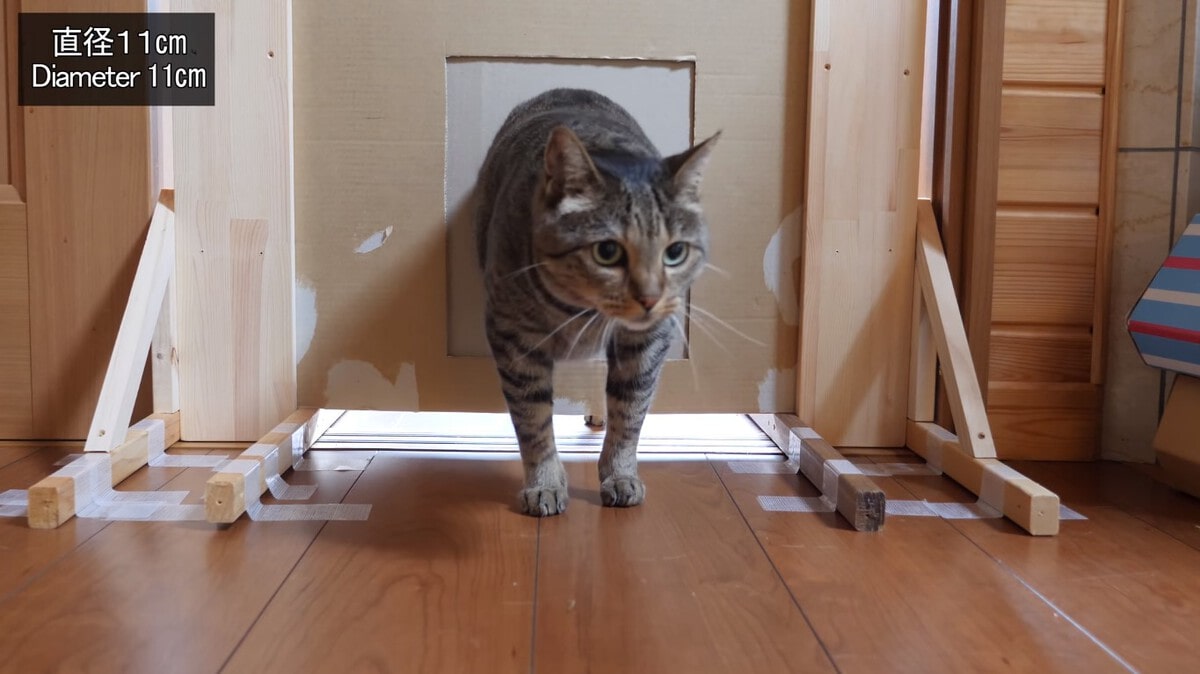 Японец проверил, в насколько узкую щель смогут пролезть его коты. Эксперимент, который мы заслужили! 187