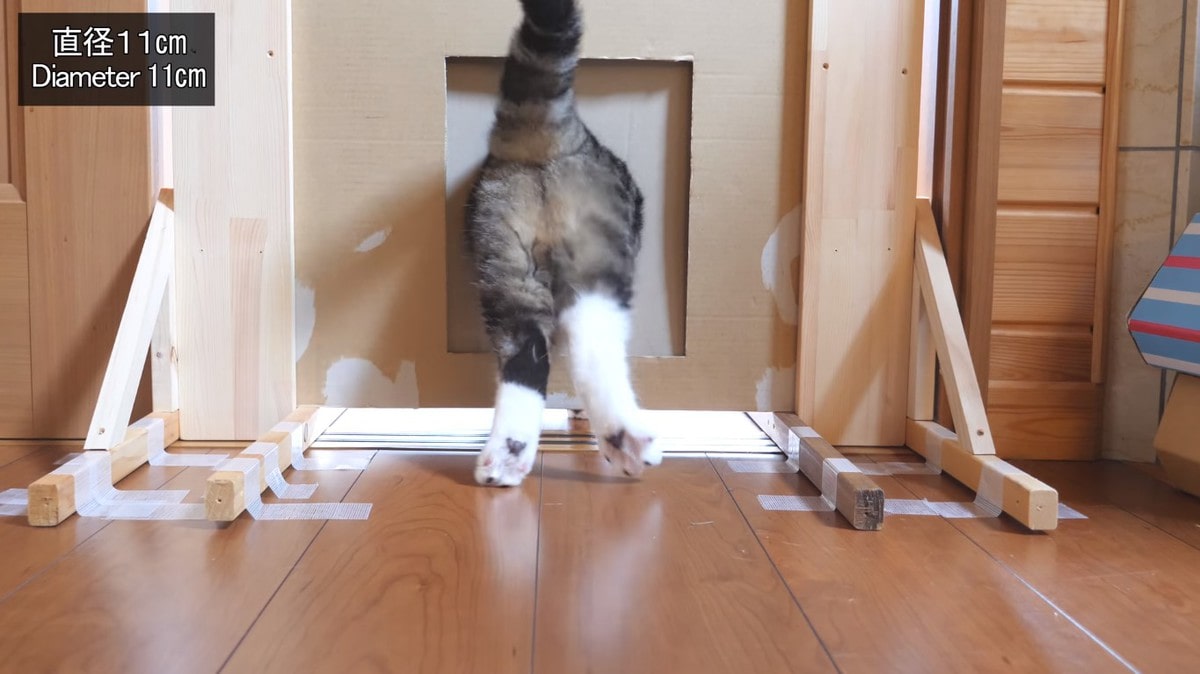 Японец проверил, в насколько узкую щель смогут пролезть его коты. Эксперимент, который мы заслужили! 188