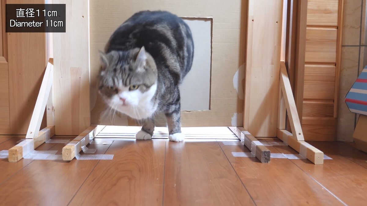 Японец проверил, в насколько узкую щель смогут пролезть его коты. Эксперимент, который мы заслужили! 189