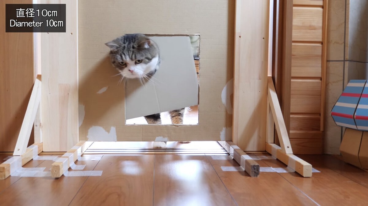 Японец проверил, в насколько узкую щель смогут пролезть его коты. Эксперимент, который мы заслужили! 191