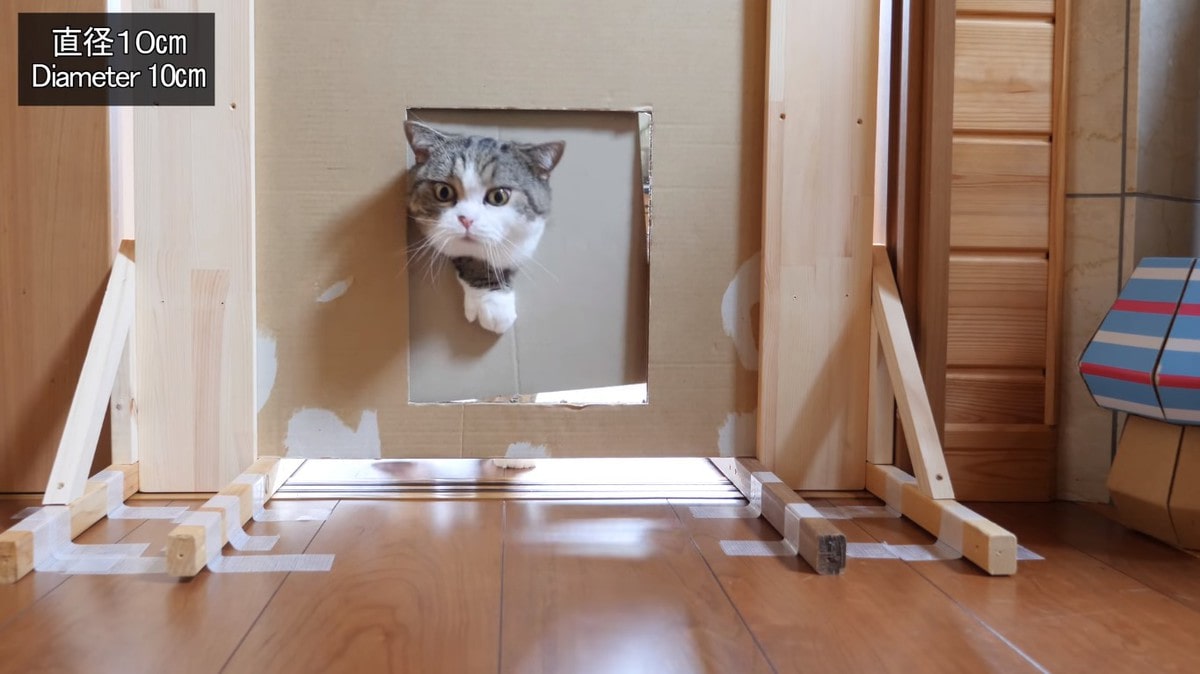 Японец проверил, в насколько узкую щель смогут пролезть его коты. Эксперимент, который мы заслужили! 192