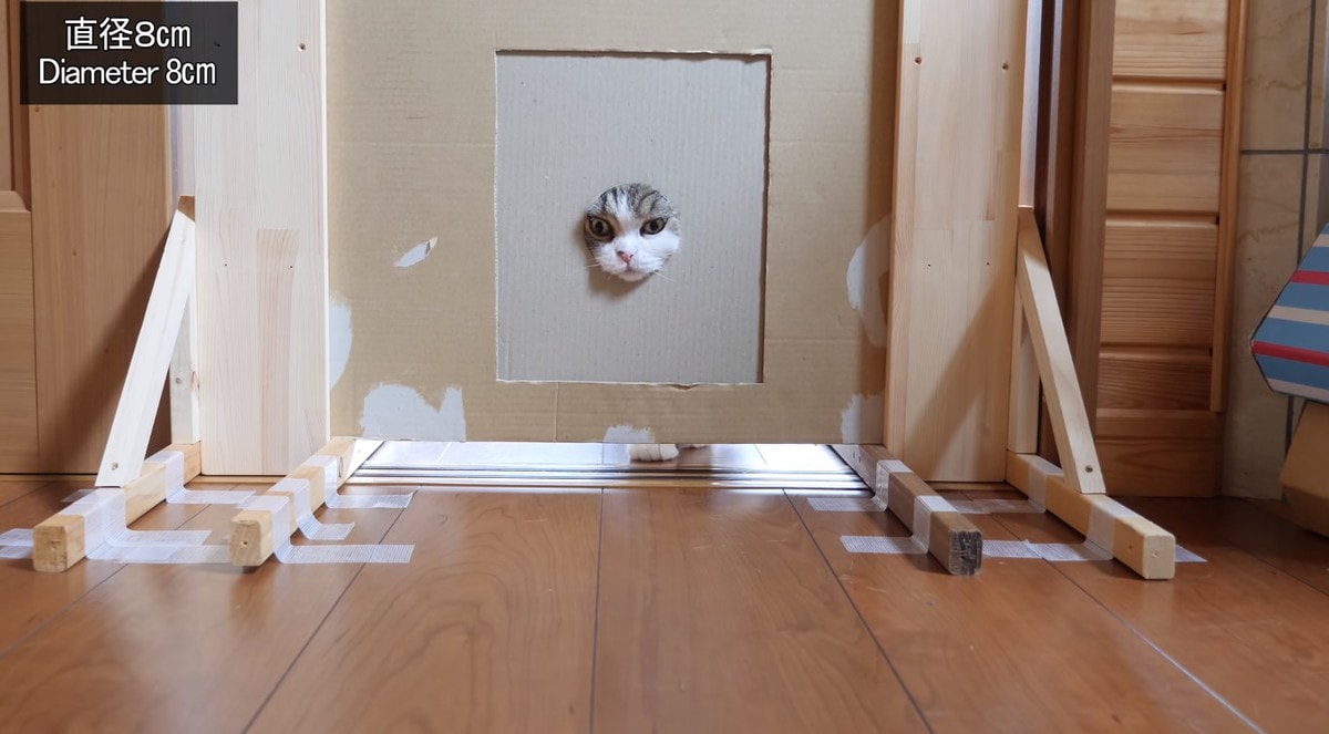 Японец проверил, в насколько узкую щель смогут пролезть его коты. Эксперимент, который мы заслужили! 196