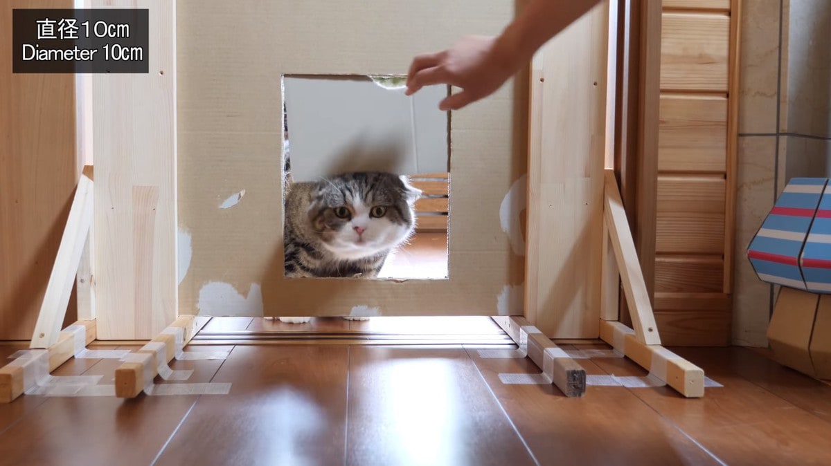 Японец проверил, в насколько узкую щель смогут пролезть его коты. Эксперимент, который мы заслужили! 195