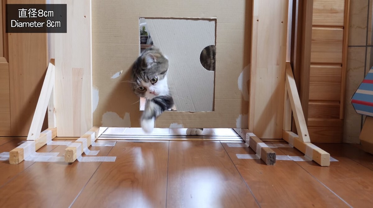 Японец проверил, в насколько узкую щель смогут пролезть его коты. Эксперимент, который мы заслужили! 197