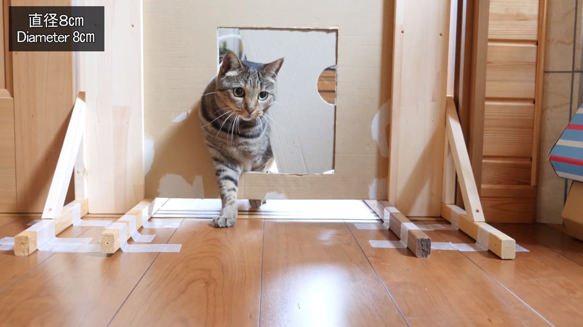 Японец проверил, в насколько узкую щель смогут пролезть его коты. Эксперимент, который мы заслужили! 198