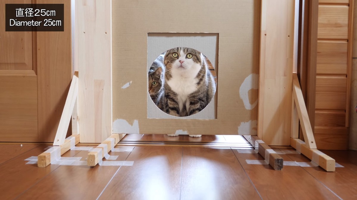 Японец проверил, в насколько узкую щель смогут пролезть его коты. Эксперимент, который мы заслужили! 174