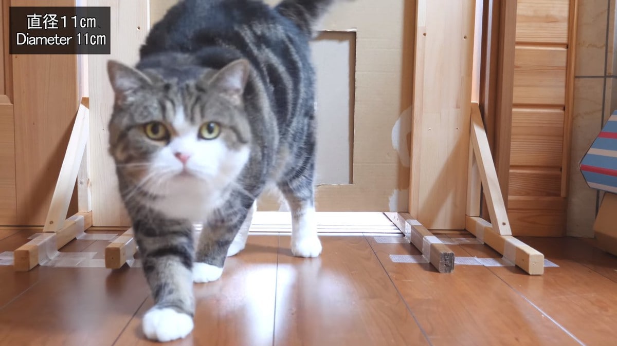 Японец проверил, в насколько узкую щель смогут пролезть его коты. Эксперимент, который мы заслужили! 190