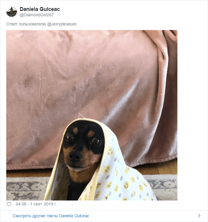 В Твиттере предложили поделиться последними фото и видео с собаками в телефоне. Как тут устоять? 44
