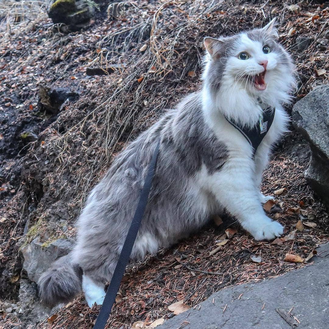Пушистый кот из Канады гуляет по горам и ведёт Инстаграм, которому позавидует любой тревел-блогер 62