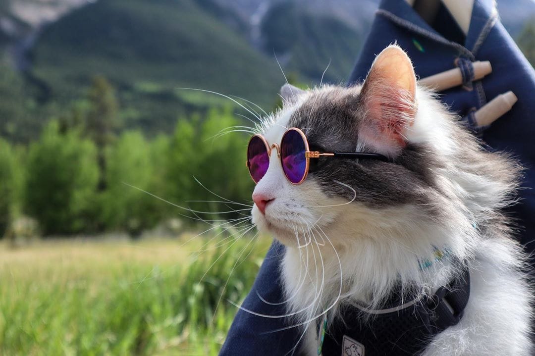 Пушистый кот из Канады гуляет по горам и ведёт Инстаграм, которому позавидует любой тревел-блогер 64