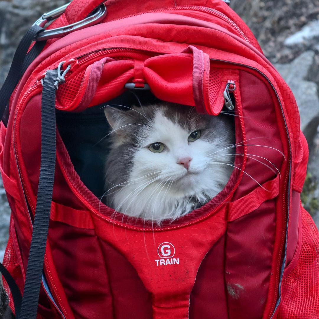 Пушистый кот из Канады гуляет по горам и ведёт Инстаграм, которому позавидует любой тревел-блогер 70