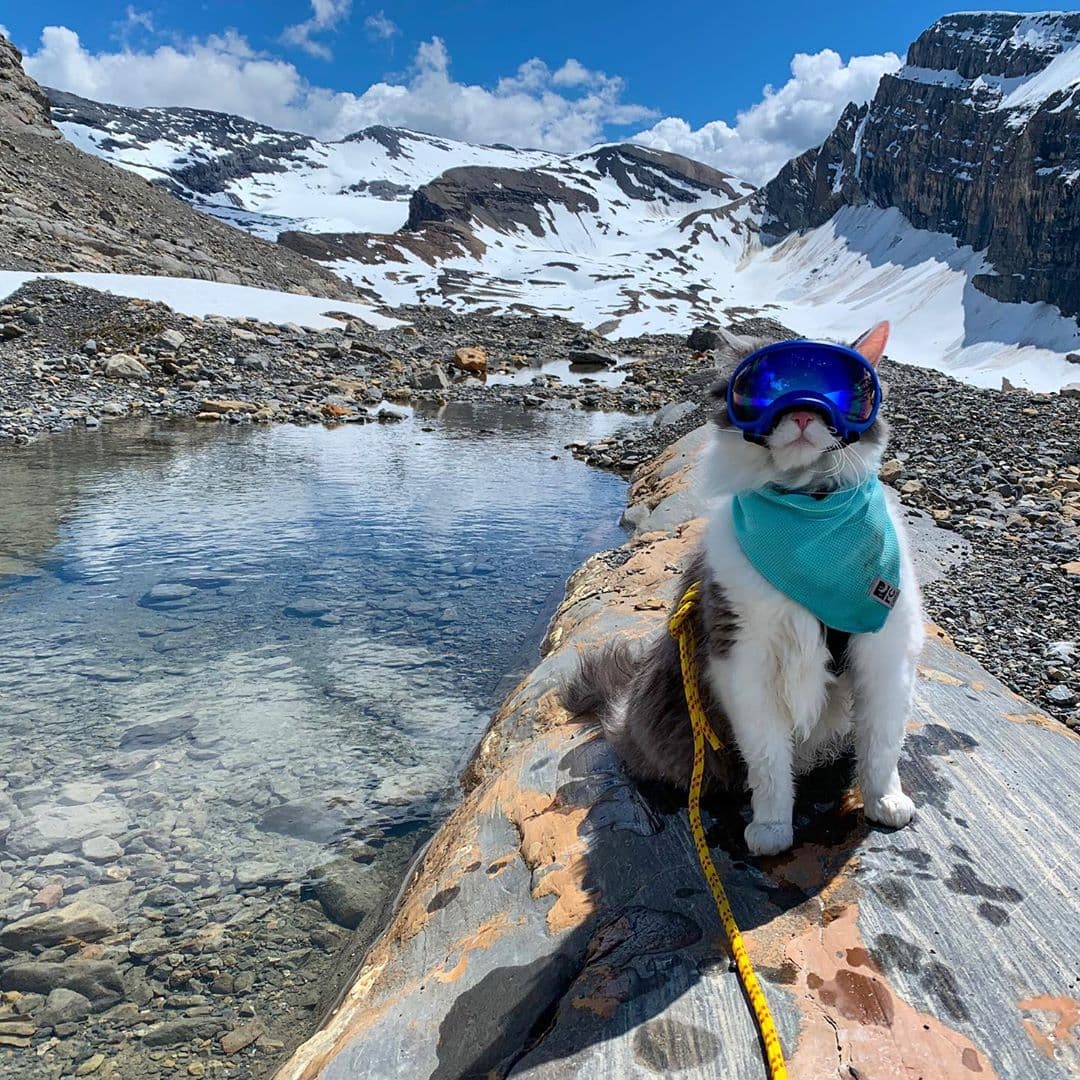 Пушистый кот из Канады гуляет по горам и ведёт Инстаграм, которому позавидует любой тревел-блогер 67