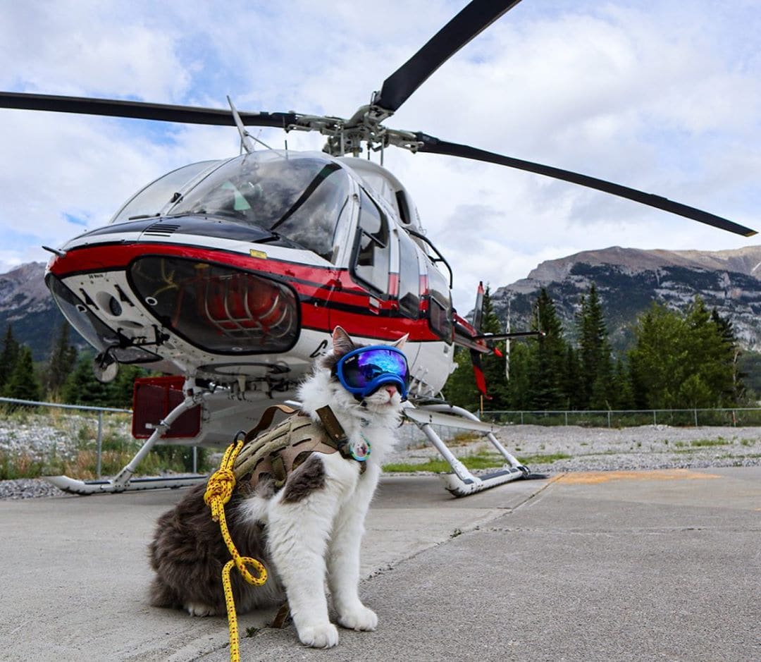 Пушистый кот из Канады гуляет по горам и ведёт Инстаграм, которому позавидует любой тревел-блогер 66