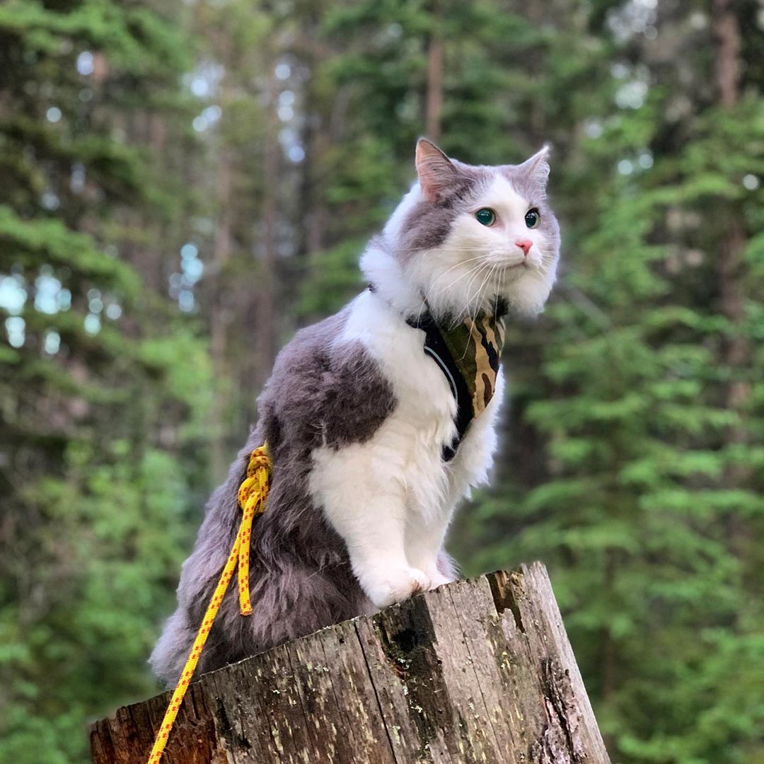 Пушистый кот из Канады гуляет по горам и ведёт Инстаграм, которому позавидует любой тревел-блогер 68