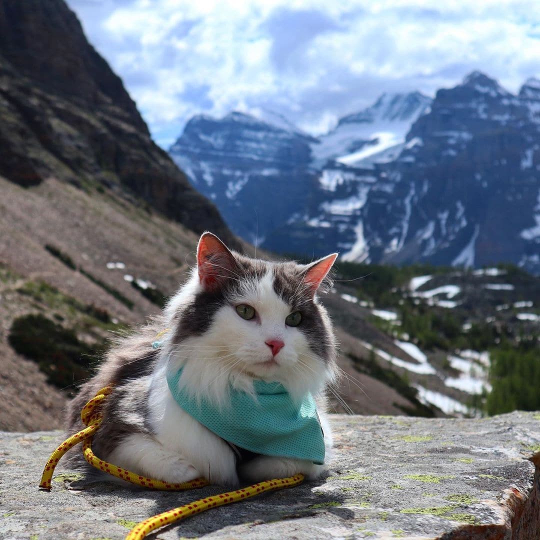Пушистый кот из Канады гуляет по горам и ведёт Инстаграм, которому позавидует любой тревел-блогер 71