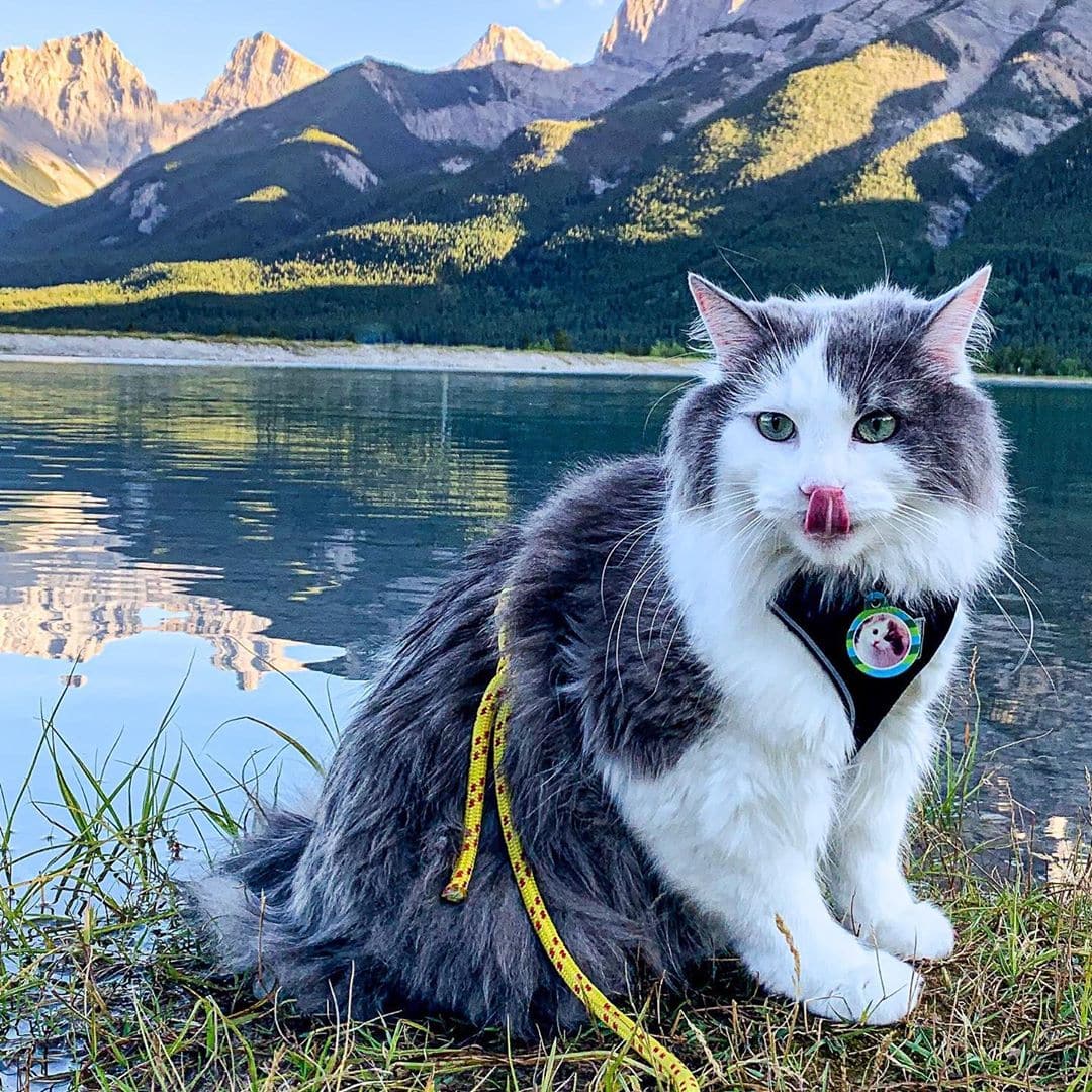 Пушистый кот из Канады гуляет по горам и ведёт Инстаграм, которому позавидует любой тревел-блогер 63