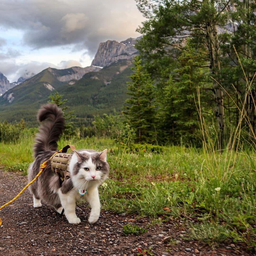 Пушистый кот из Канады гуляет по горам и ведёт Инстаграм, которому позавидует любой тревел-блогер 72