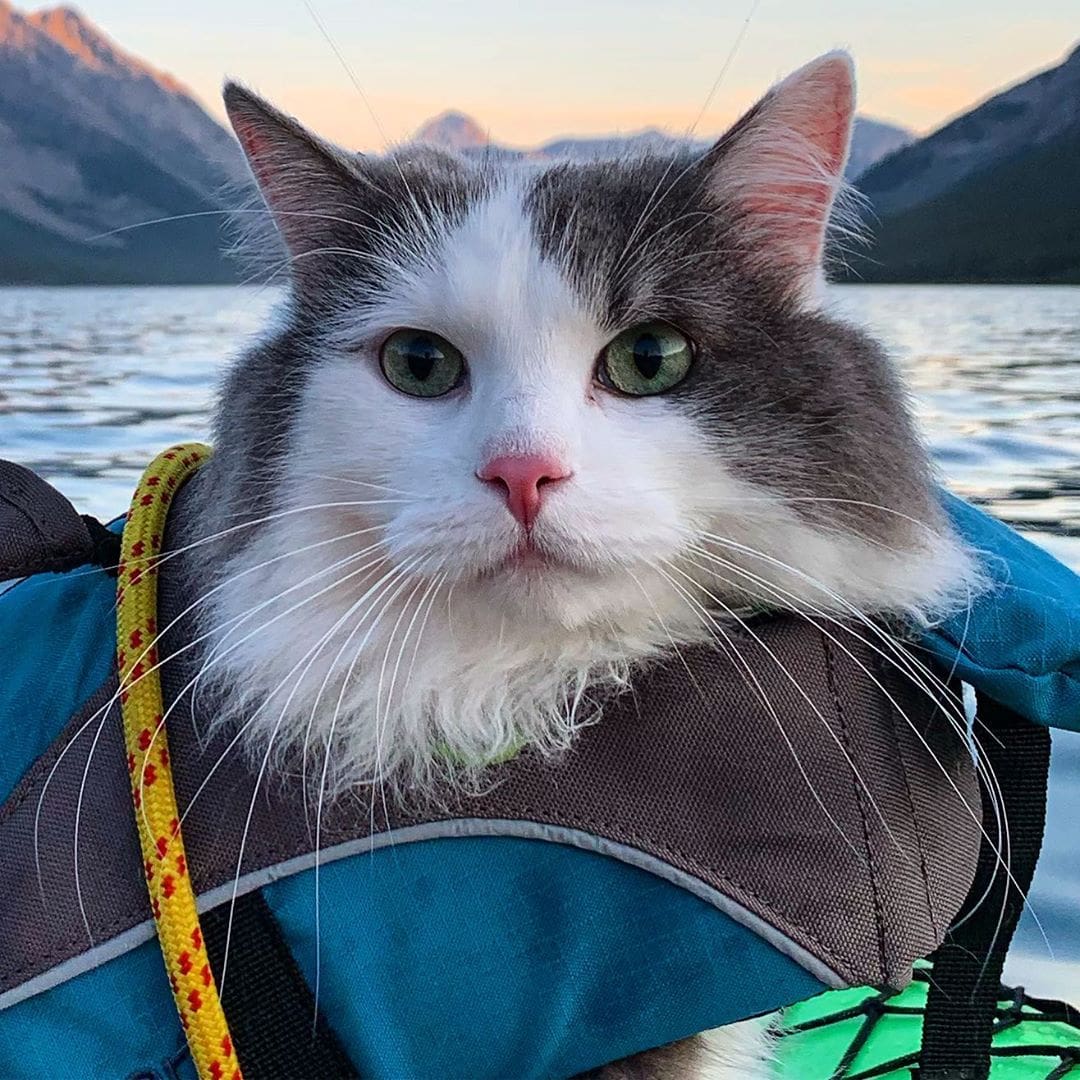 Пушистый кот из Канады гуляет по горам и ведёт Инстаграм, которому позавидует любой тревел-блогер 73