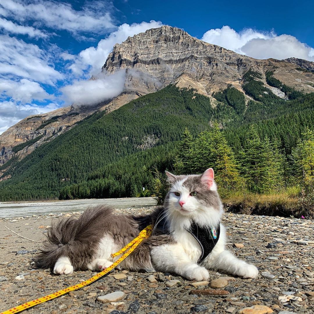 Пушистый кот из Канады гуляет по горам и ведёт Инстаграм, которому позавидует любой тревел-блогер 61
